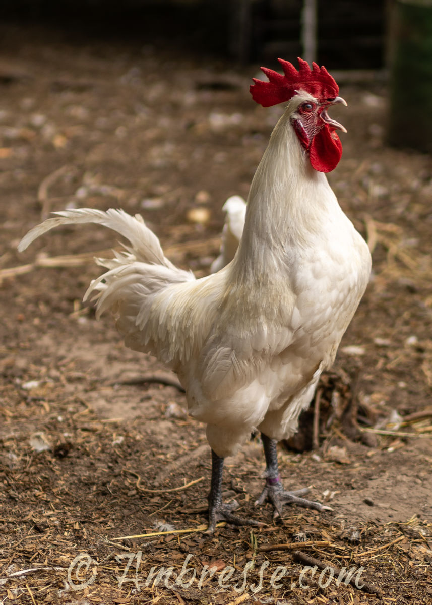 Crowing white American Bresse rooster at Ambresse Acres Crowing white American Bresse rooster at Ambresse Acres