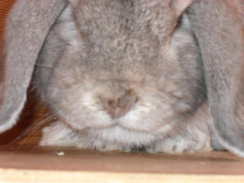 Still-wet nose and matted paws likely from pasteurella and bordetella