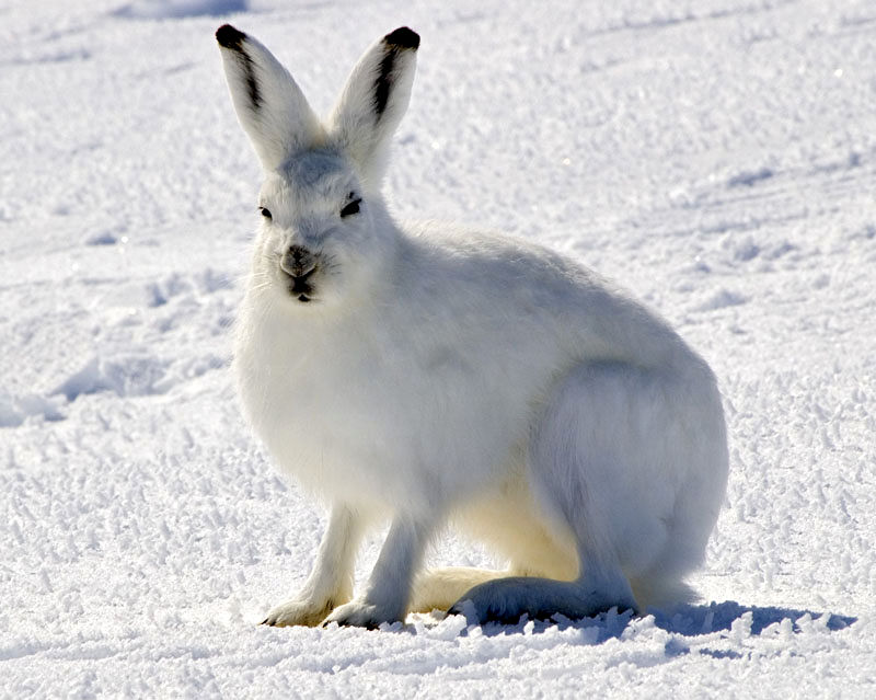 Arctic Hare Arctic Hare