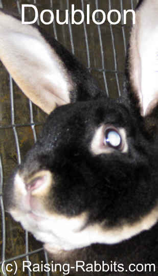 This rex buck has bilateral juvenile cataracts, the result of an autosomal recessive disorder This rex buck has bilateral juvenile cataracts, the result of an autosomal recessive disorder