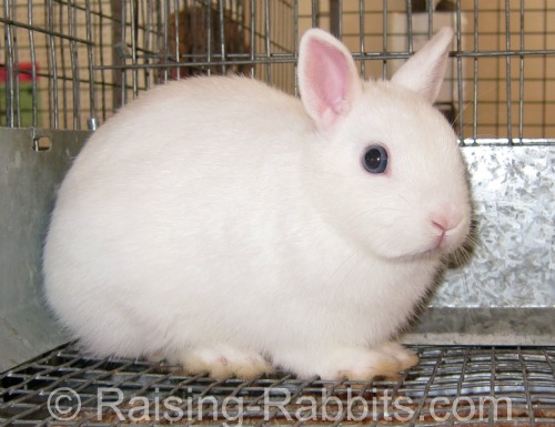This blue-eyed white Netherland Dwarf weighs only 2.7 pounds.