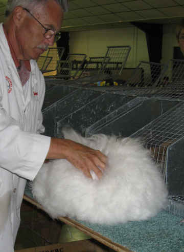 Rabbit judge examining an English Angora rabbit