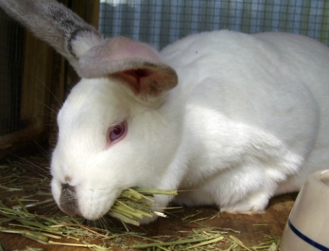Belle, a young Californian doe on day 34 of first pregnancy