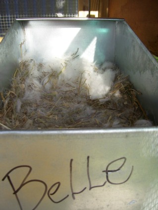 Belle's nest box containing 2 unseen kits. Belle is a Californian rabbit.
