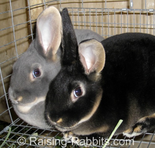 blue otter mini rex