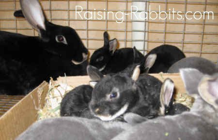 Black Otter Rex rabbit doe and bunnies