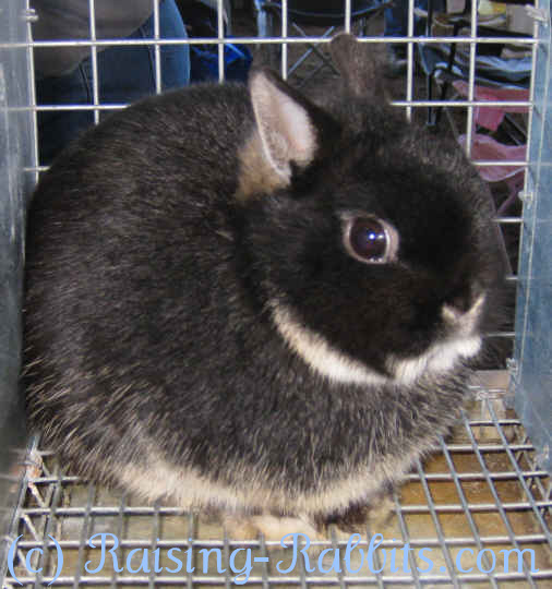 black and white dwarf bunny