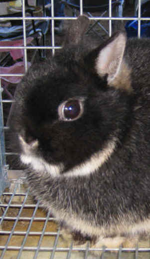 netherland dwarf bunny care