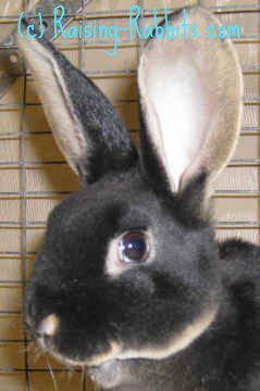 dwarf rabbit breeders near me