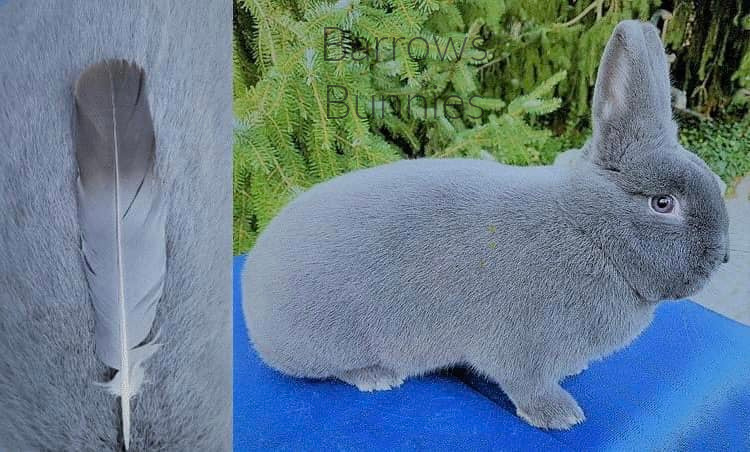 Blue-Holicer-06-with-feather