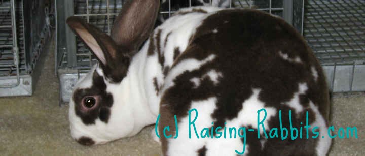 Broken black rex rabbit