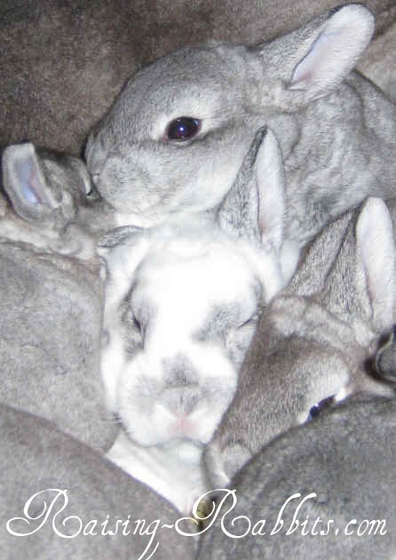 2-week-old Chinchilla Bunnies doing well