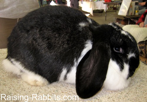 black floppy eared rabbit