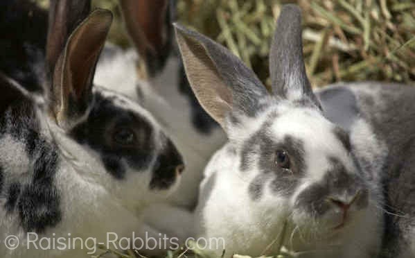 three broken otter rex rabbits in hay