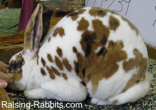 A very nice Broken Tri Rex Rabbit