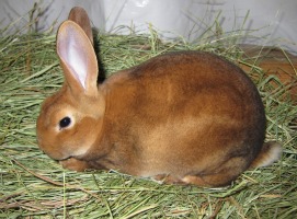Young Castor Rex Kit on Hay
