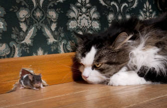 Cat stalks mouse Cat stalks mouse