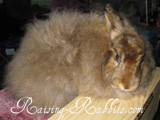 wild angora rabbit