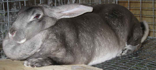 Chinchilla Rex Doe without a worry chilling in her cage