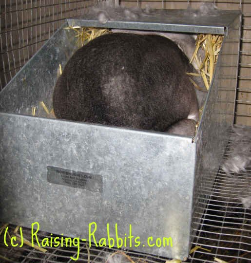 Chinchilla Rex Doe in Nest Feeding Bunnies