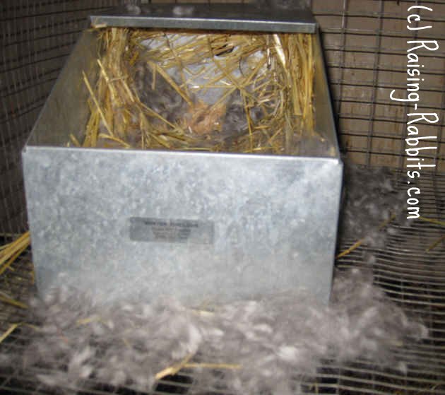 Chinchilla Rex doe needed help taking care of her baby rabbits