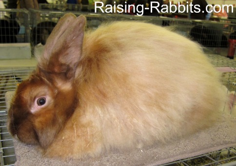 Chocolate Tort Satin Angora