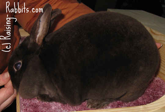 Small Rabbit Breeds. Comparing the smallest rabbit breeds