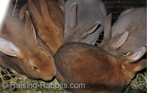 Colorful castor and opal rex rabbit youngsters