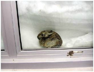 Cottontail rabbit burrowed in snowdrift by window