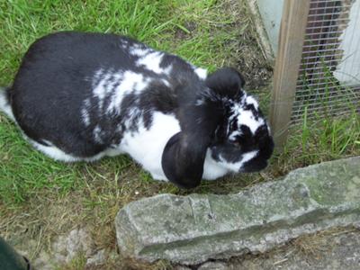 Dotty - pet French Lop in the UK