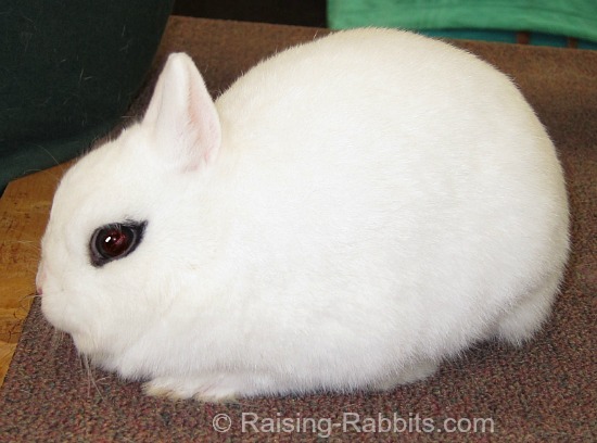 dwarf hotot