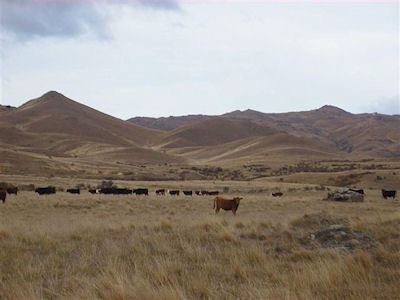 Earnscleugh Station ranch in NZ