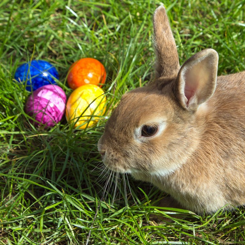 easter bunny history