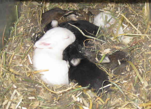 Rex rabbit kits raised for meat and for show
