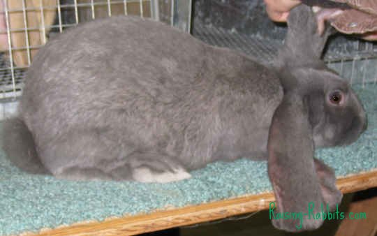 new zealand lop