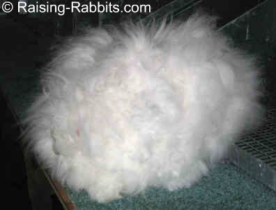 English Angora Rabbit covered in wool from stem to stern.