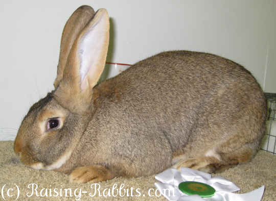 yellow continental giant rabbits