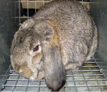 french lop care