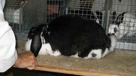 Rabbit judge evaluating a French Lop rabbit