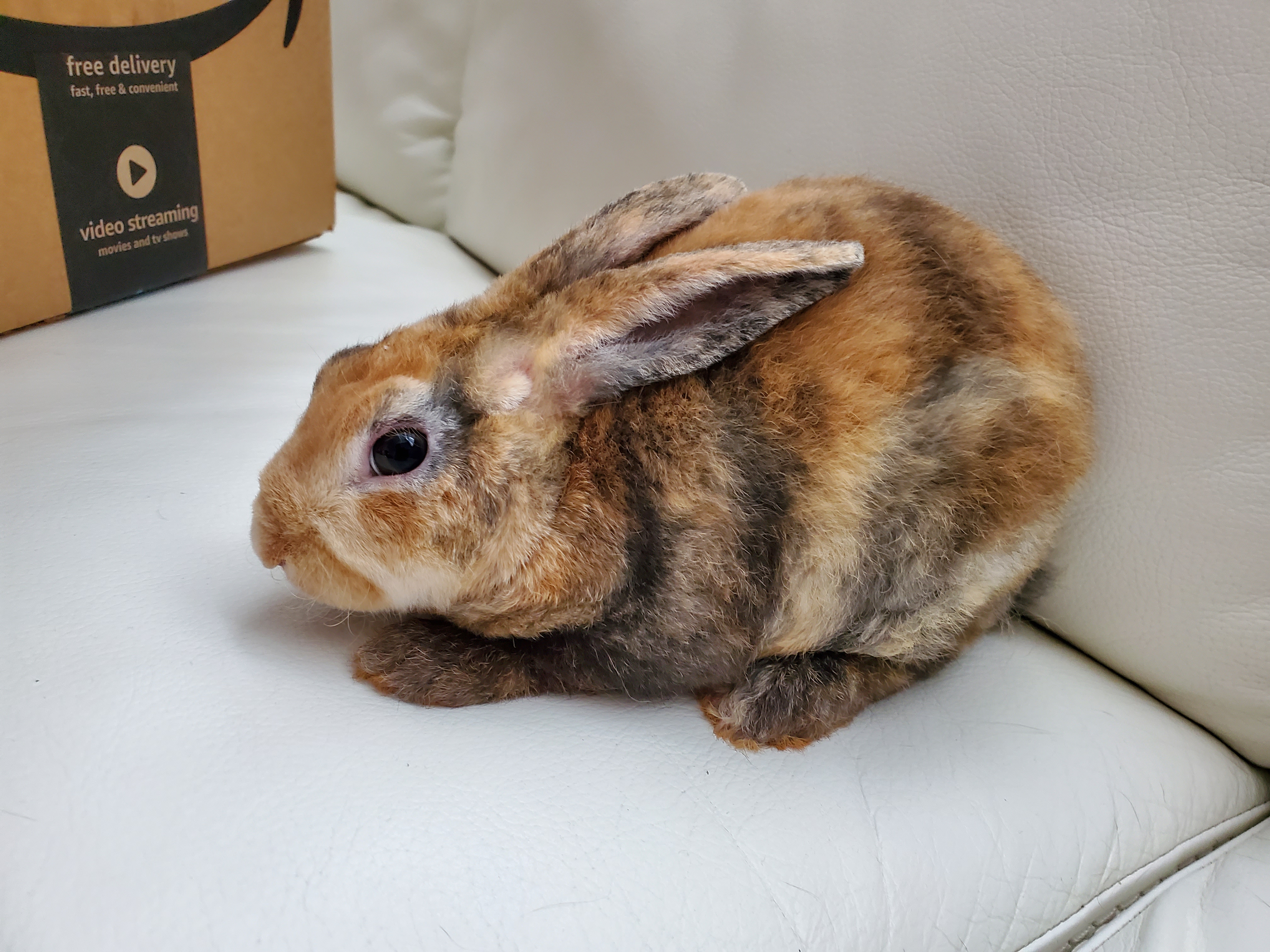 Rabbit Classifieds Rabbits Wanted and For Sale