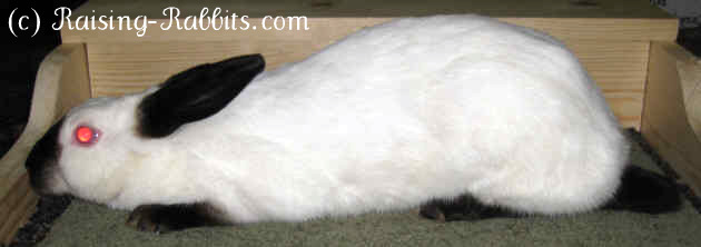 Himalayan Rabbit
