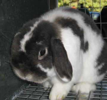 Broken Holland Lop Rabbit
