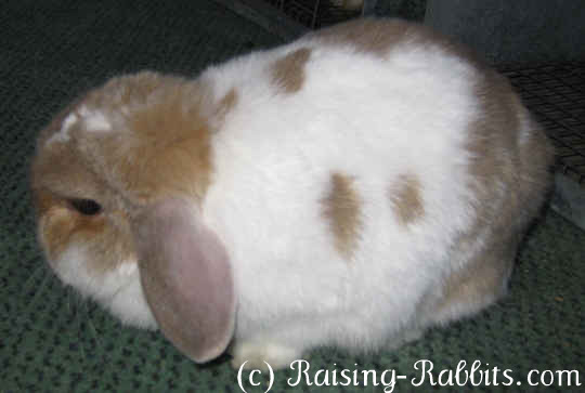 Holland Lop rabbit
