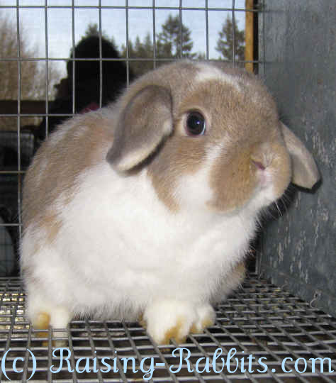 breeding dwarf rabbits