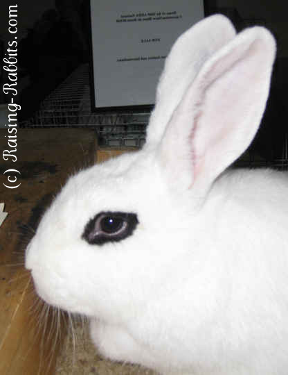 dwarf hotot breeders