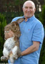 French Lop named Humphrey - world record holder for biggest rabbit