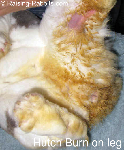 Rabbit Syphilis, or vent disease in rabbits