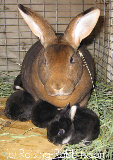 Castor doe and 4 black otter bunnies