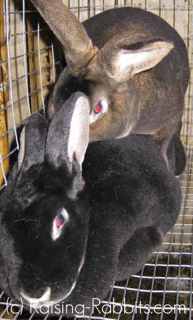 Rabbit Mating And Tips For Successfully Breeding Rabbits