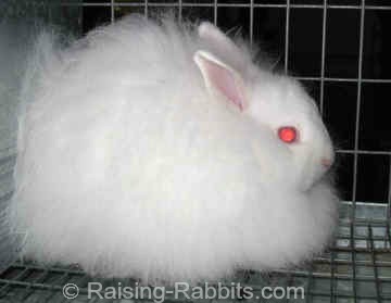 smallest pet rabbit breed